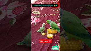 Papa sharing his favorite food 🌽💚#Parrot #babyparrot #shorts #BestVibes