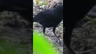 Burung Ciung-batu siul Makan Ular Kecil #subscribe #shortvideo  #burunglangka #burungliar