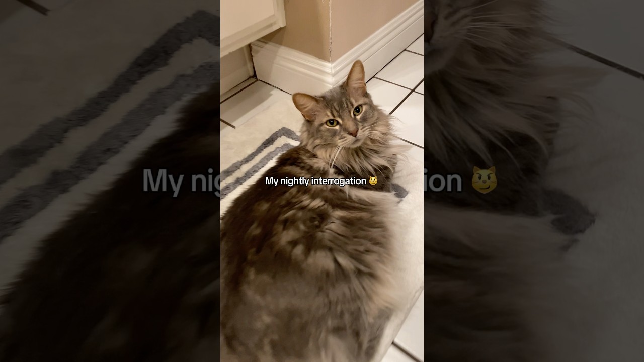 My Nightly Interrogation 🧐😼