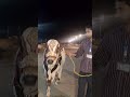 Cow mandi Karachi northern bypass #northernbypass #karachicattlemandi #cow #cattlemarket2026 #bull