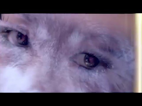 my video Волчица Altituda (Погребняк А.Г.)