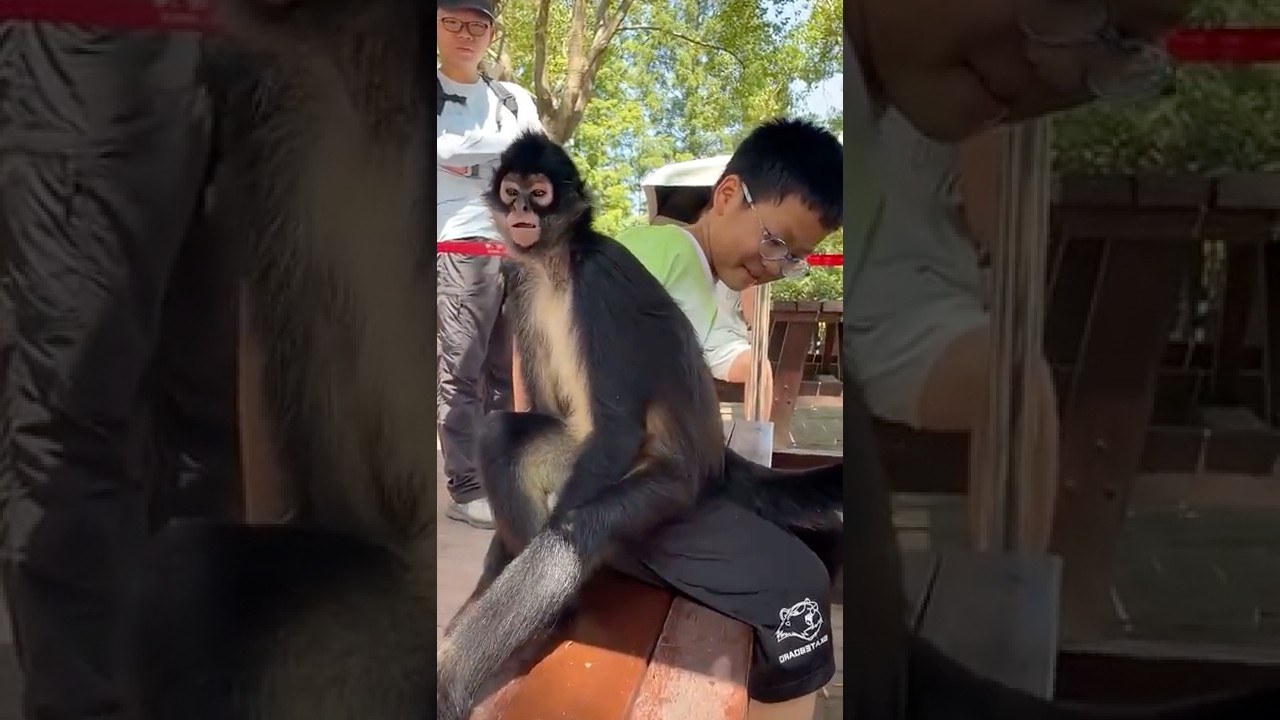 This little monkey likes to sit on people.