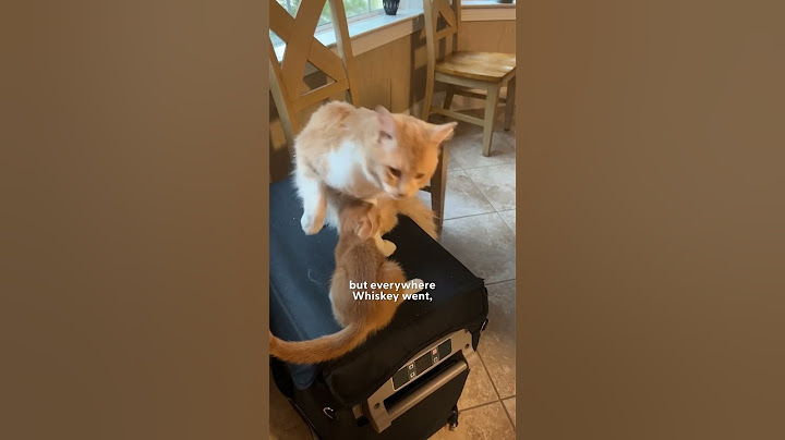 Woman's Cat Brings In An Injured Kitten | The Dodo