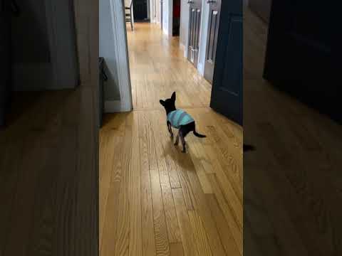 Natural Morty taps