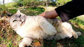 ムチムチ体型の猫をモフるとゴロンとなって立派なお腹を見せてくれた
