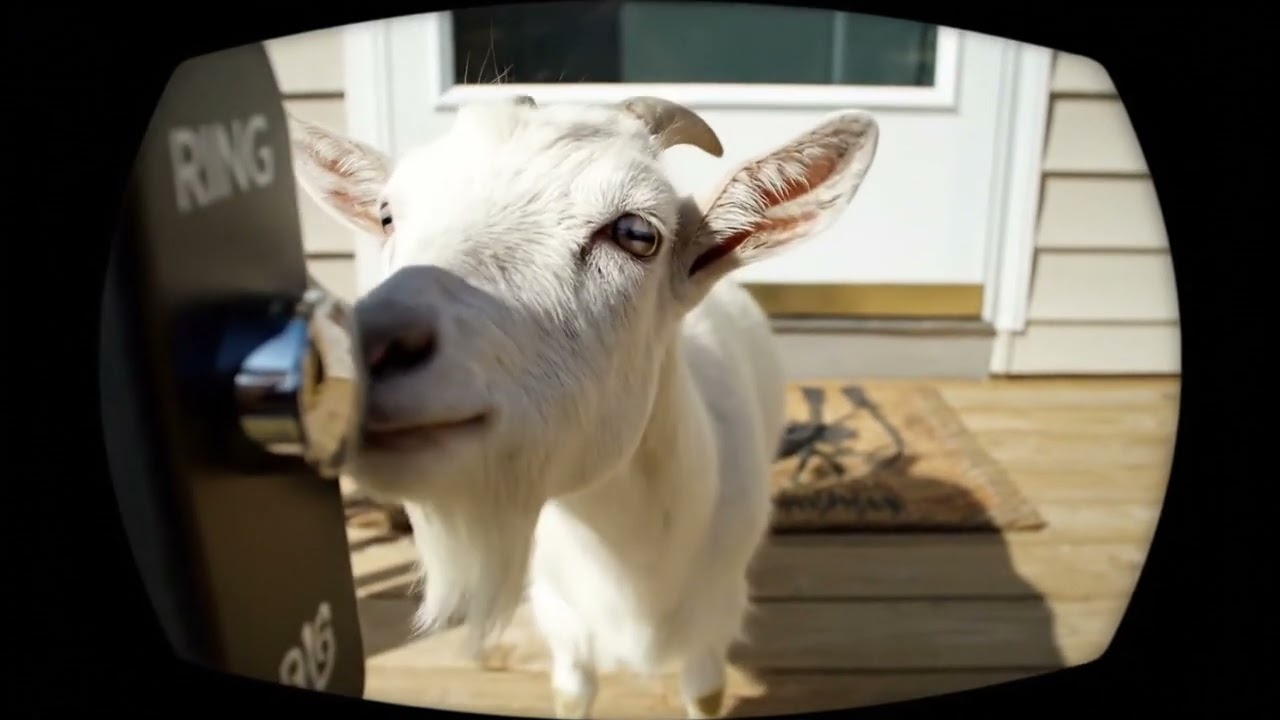 Goat Prankster Rings Doorbell 3 Times!