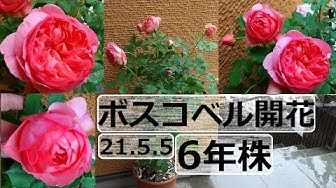 ボスコベル Youtube