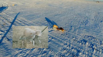 Coyote VS Greyhound Wolfhound VS Drone