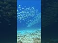 Dive With Me – Swimming Toward a Cloud of Fish in Sunlight 🌊🐟  #diving #underwater #divewithmenow