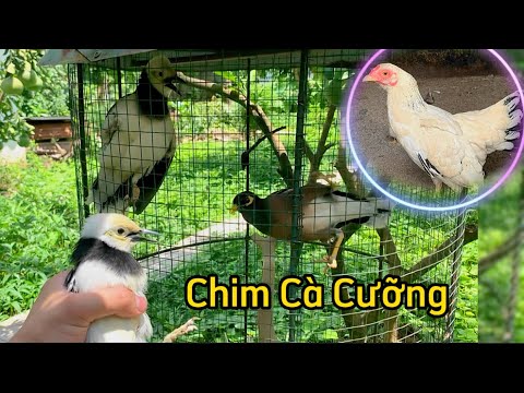 Video Thử ghép chim Cà Cưỡng, Họa Mi đẻ rớt trừng và giới... - youtube