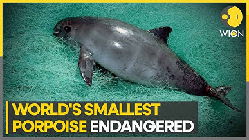 Extinction alert issued for Mexico