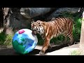 Earth Day Enrichment With CJ The Tiger!
