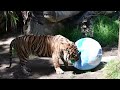 Earth Day Enrichment With CJ The Tiger!