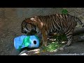 Earth Day Enrichment With CJ The Tiger!