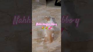 lgi main sendiri nahh yg lain Lum bgn 🤣🤣#cat #cute
