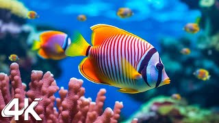 Under Red Sea 4K  Beautiful Coral Reef Fish in Aquarium, Sea Animals for Relaxation  4K Video