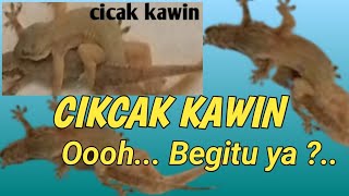 cara serangga kawin - cicak kawin #serangga#cicakdidinding #kawin #seranggaunik