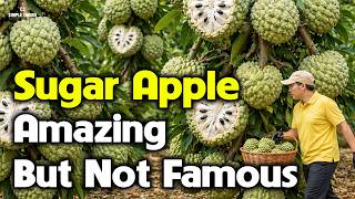 What Exactly Is Sugar Apple? The Real Reason You Can’t Find It in Supermarkets