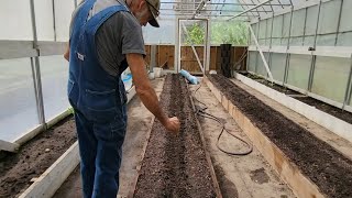 Can White OKRA Thrive in A High Tunnel? by Deep South Homestead 10,036 views 1 month ago 10 minutes, 52 seconds