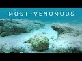 INVISIBLE AND VENOMOUS - World's Most Venomous Fish