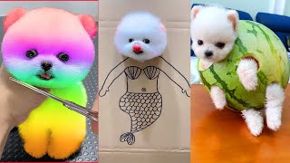 Collection of Funny Moments of Pomeranian Puppies 😍 Pom Laughs #03