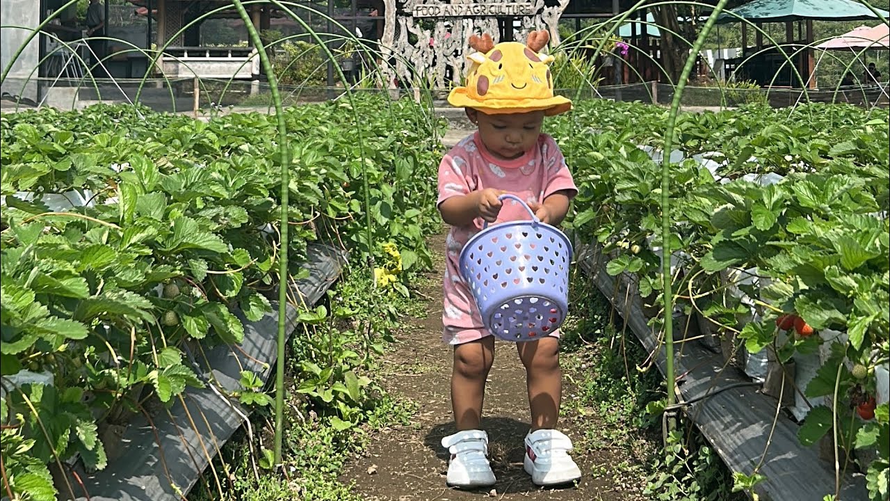 Panen Strawberry di kebun 🍓