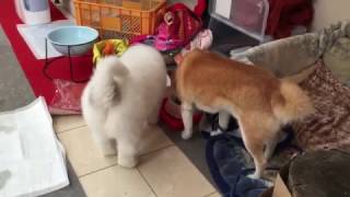 ベビーな頃のアラン　GreatPyrenees　グレートピレニーズ