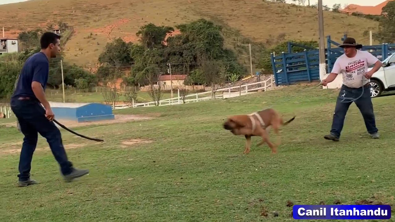 VOLKER DO ITANHANDU - FILA BRASILEIRO - TEMPERAMENTO
