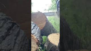 The 660 rips! #treework #arborist #chainsaw