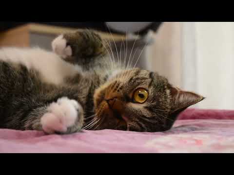 Cute cat playing!! #cutecat #cat #shortvideo