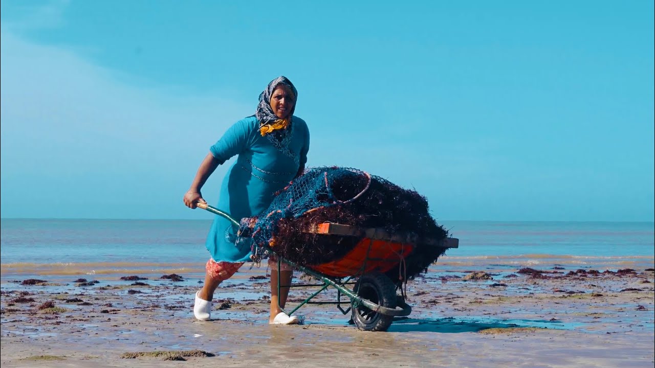 كفاح البحار | مغاربة يعشون حياة القرون الغابرة في الاكواخ ويمتهنون جمع الدهب الأحمر في قرية الصيد