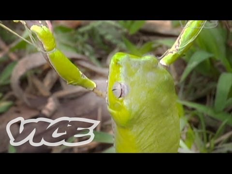 Tripping on Hallucinogenic Frogs (Part 3/3)