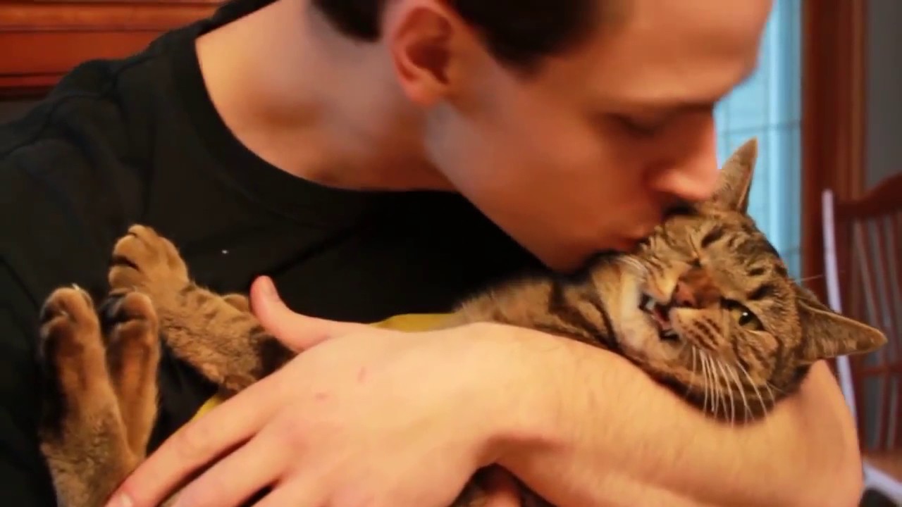 Кот терпит. Реакция кота на поцелуй. Реакция котов на поцелуй. Шуточное видео как целуют кошку. Как котёнок реагирует на поцелуй.