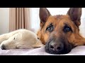 Cute German Shepherd is the Best Friend of a Tiny Golden Retriever Puppy