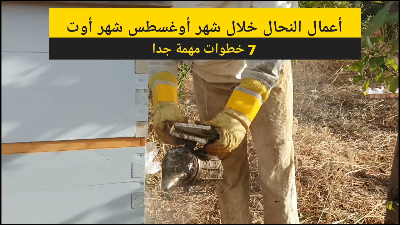 تربية النحل : أهم أعمال النحال خلال شهر أغسطس شهر أوت