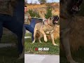 Why Kangals Are the Strongest Dogs in the World! 🐾💥