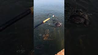Birds Got A Fish But Unfortunately Missed Upbaotfishing