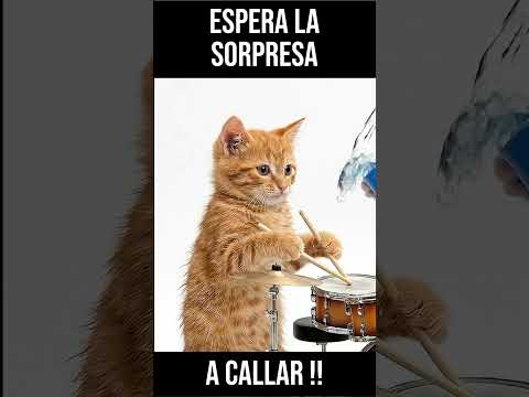 Atención al gatito que viene. #humor #gatitos #animales #shorts