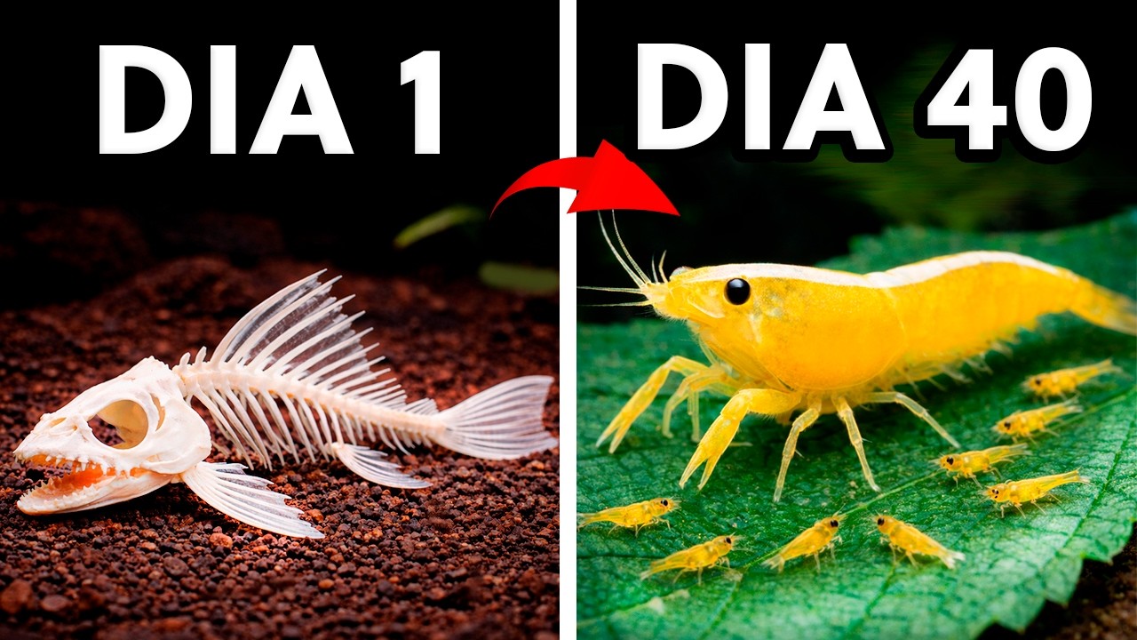 Simulando um Ecossistema de Lago por 40 Dias