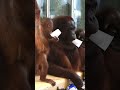 Cute Moment With Mom and Baby Orangutans Caught on Camera#shorts#orangutans#funnyvideo#funnyanimals