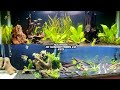 PLANTADOS, PECES BETTA, ESCALARES Acuarios de Suscriptores 2.0 #313 | AcuariosLP