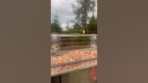 Review of Wild Birds of Joy Window Bird Feeder