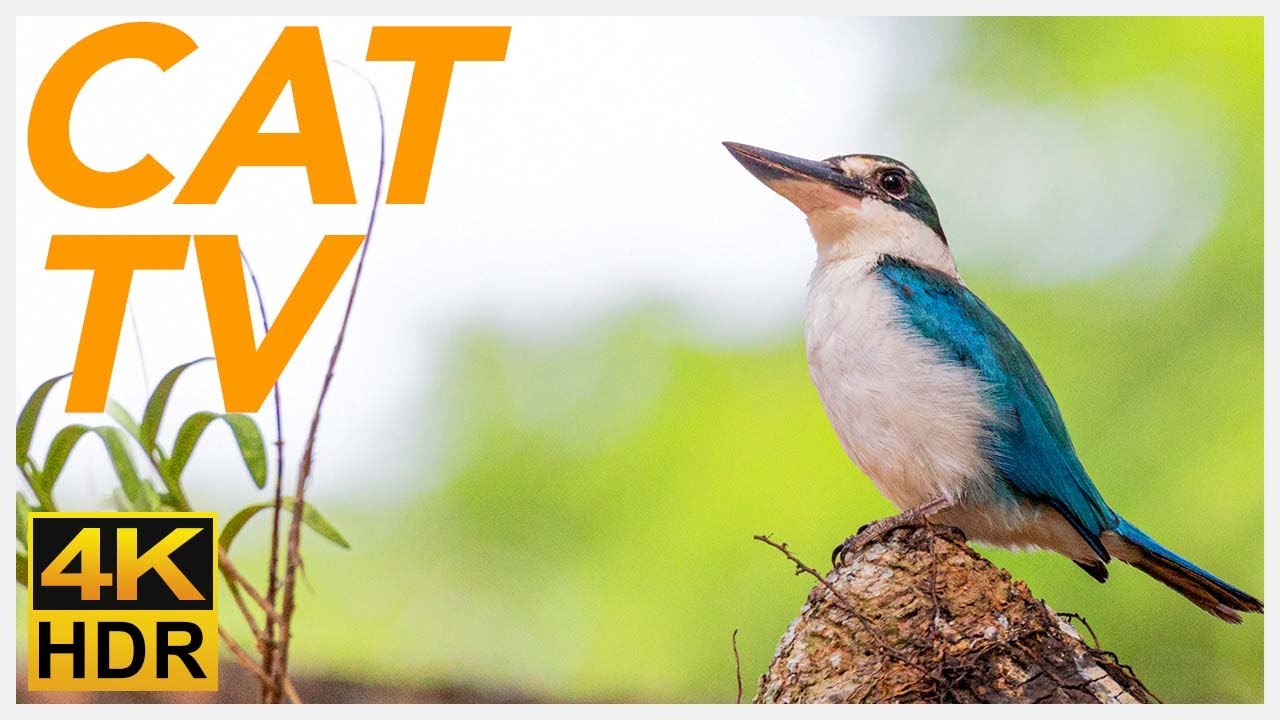 Cat TV 📺 - Exciting Cat Entertainment! Birds in The Wild in 4K (NEW)