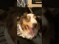 BIG YAWNS coming through🥱☺️❤️#cutedogs #viraldogs #love #funnymoments #yawning