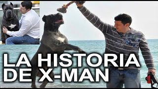 #PERROS CANE CORSO - LA HISTORIA DE X-MAN - LA CONOCES ?