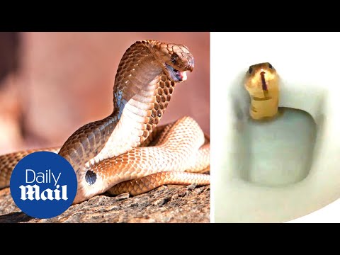 Terrifying cobra SNAKE appears in toilet in Cambodia