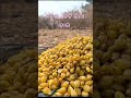 ମହୁଲ ବେଟି #rengali #short#