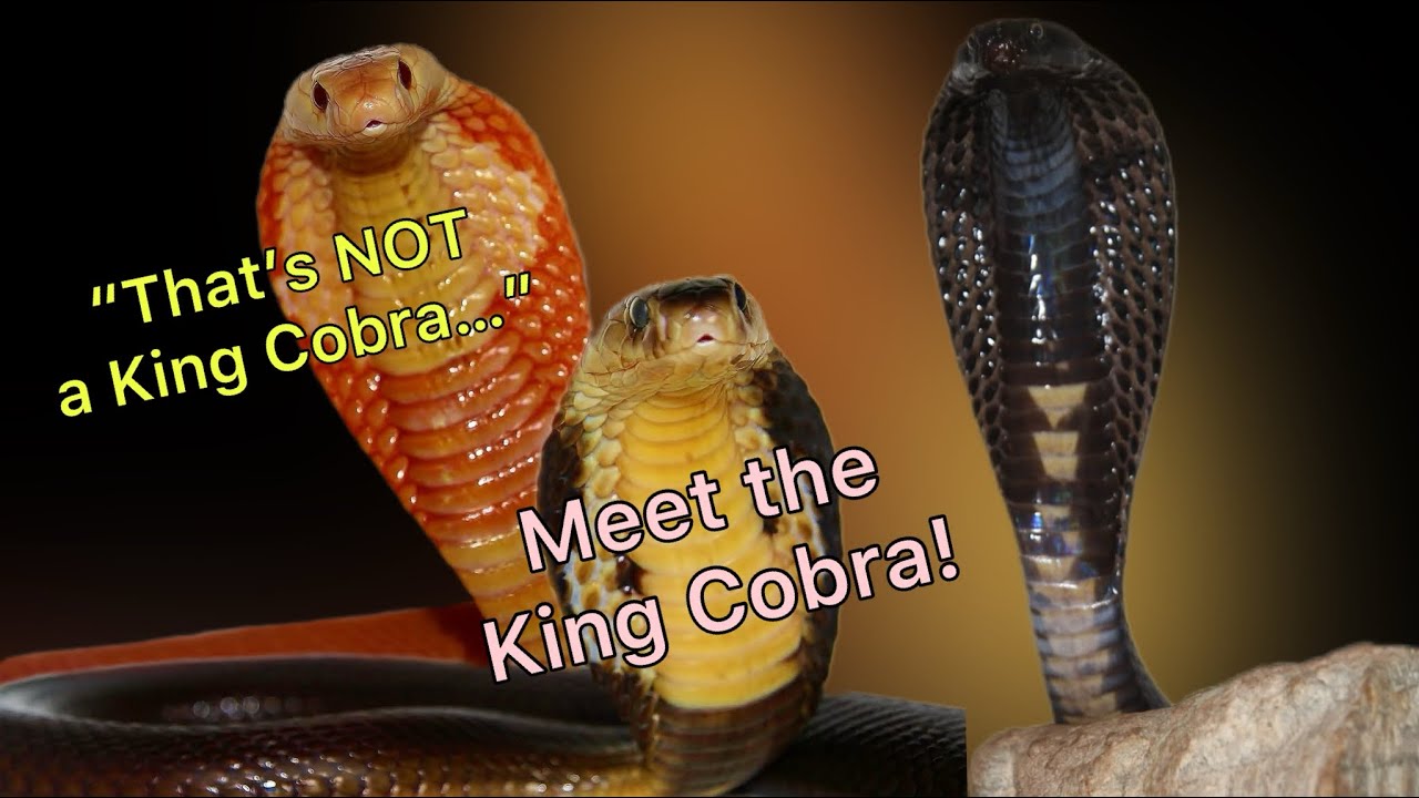 AI Generated animal content - Loaded with Misinformation