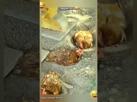 Куры 😀😀#юмор #смешно #прикол #смешноевидео #смех #жизнь #funny #дача #куры #кот#курица
