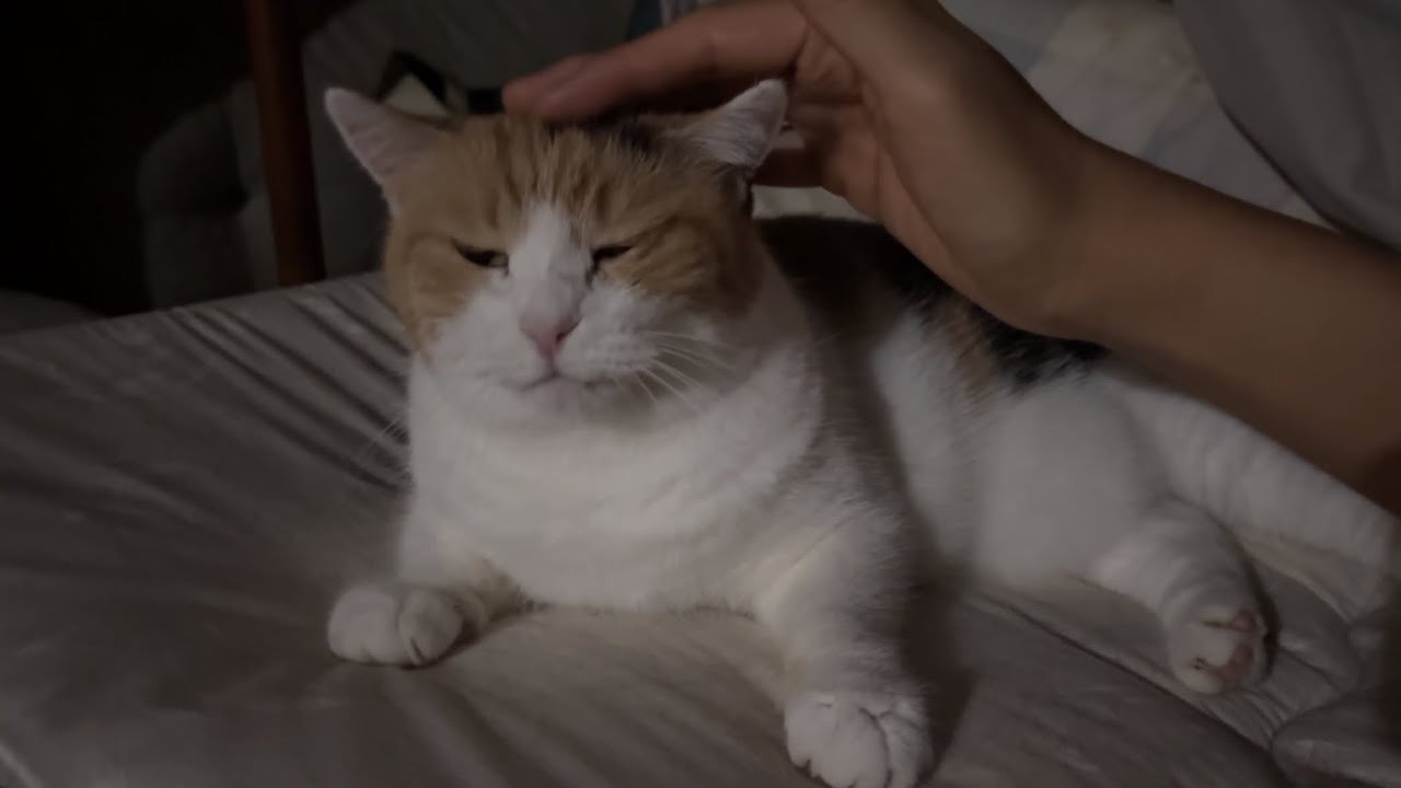 三毛猫】たくさん撫でてほしいミケ（2026年9月24日） - YouTube